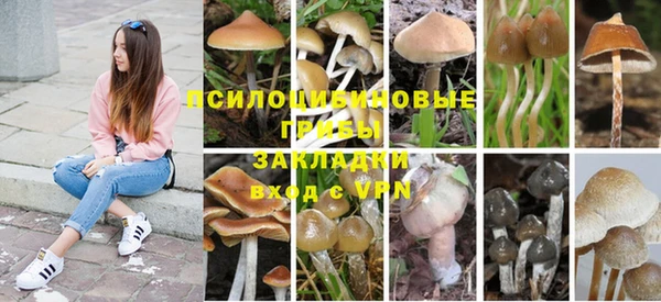 PSILOCYBIN Алзамай