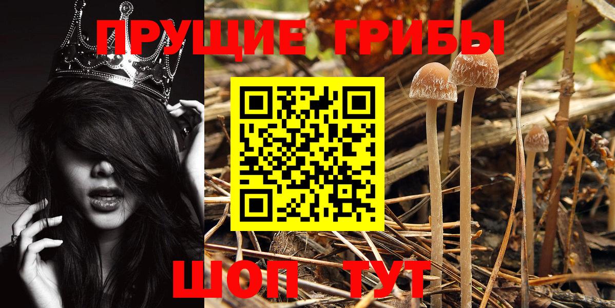 Псилоцибиновые грибы Cubensis Татарск